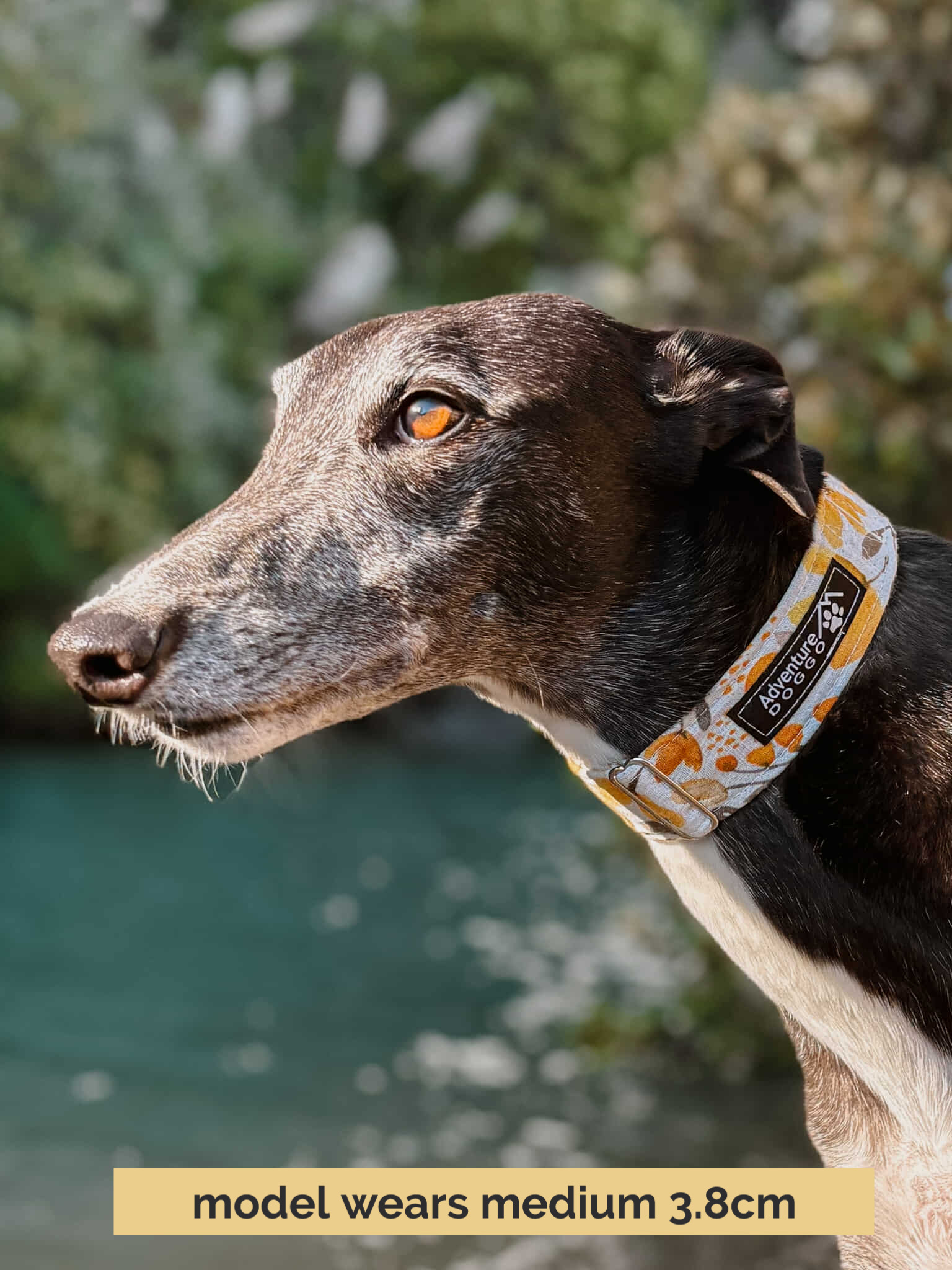 Doggo wearing 38mm Lemon Zesty Martingale Collar